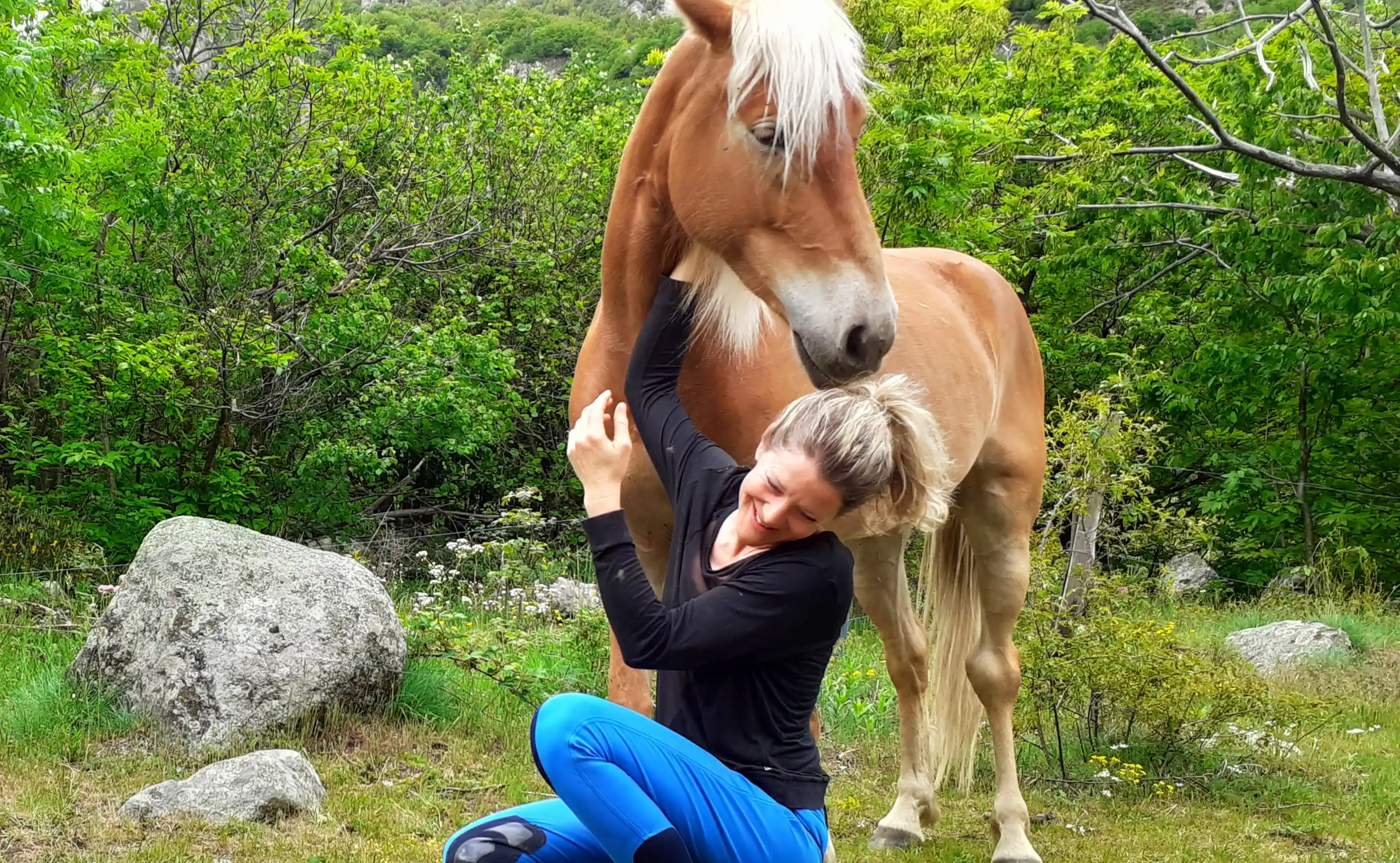 débourrage cheval, éducation cheval