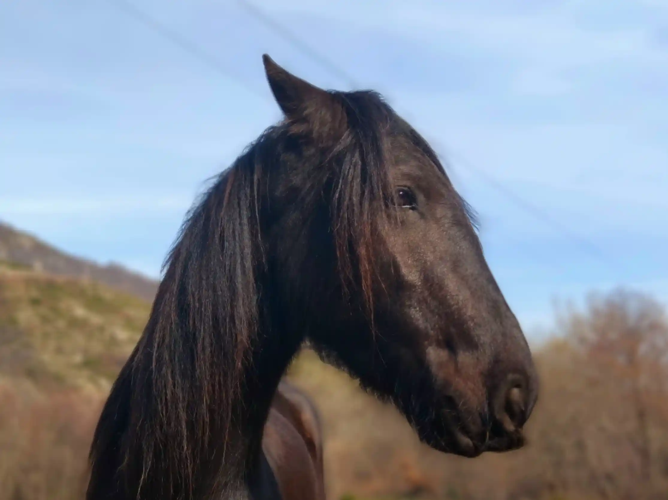 balade à cheval