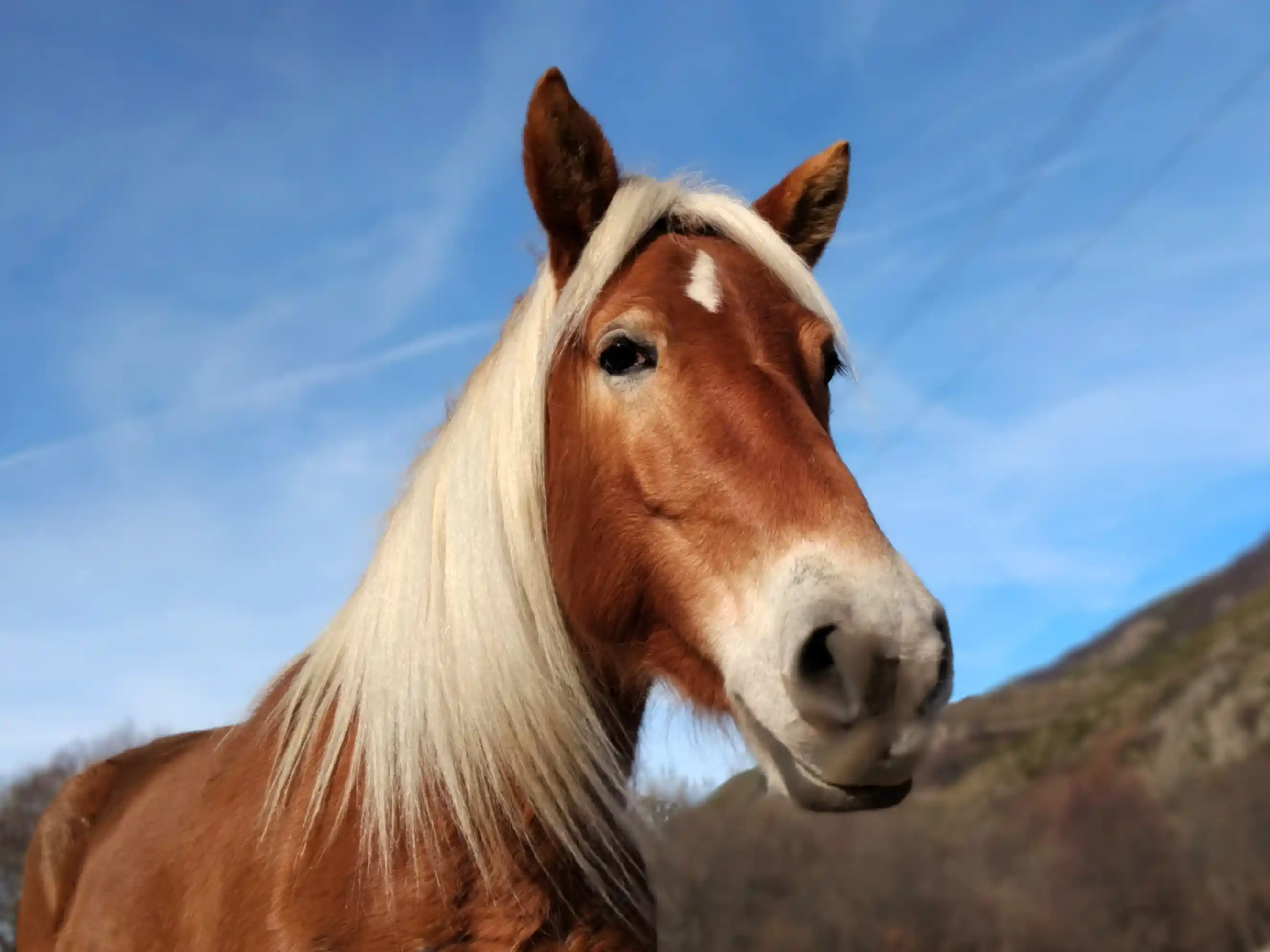 balade à cheval Ardèche