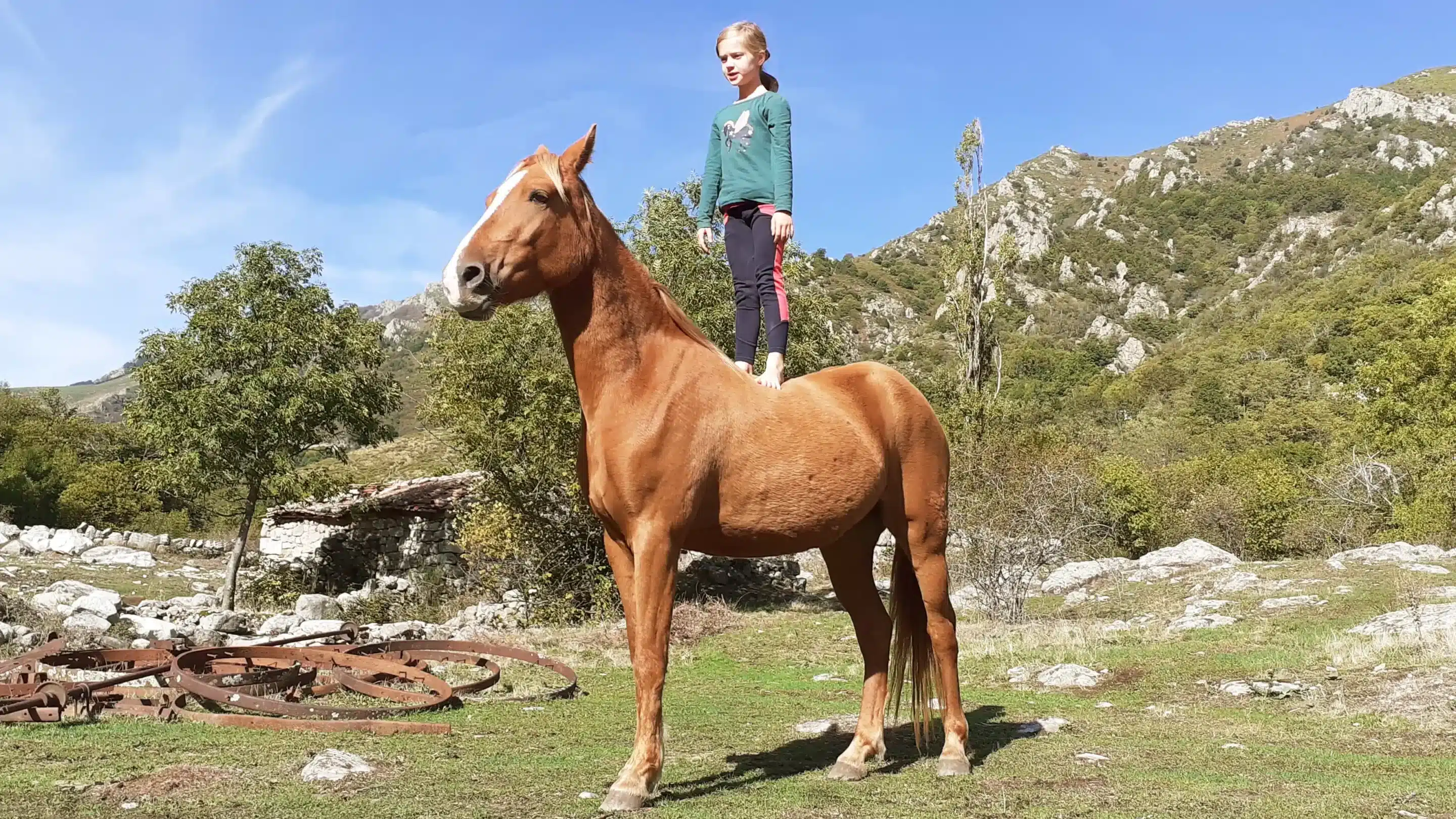 travail au sol, cheval